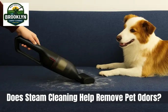 Does Steam Cleaning Help Remove Pet Odors